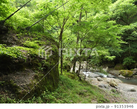 大柳川渓谷の初夏 91353946