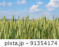 View of a cereal field with wheat ears under a summer blue sky 91354174