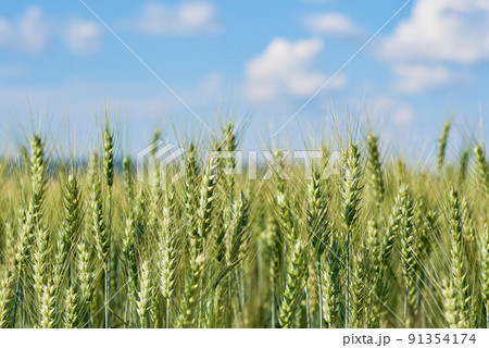 View of a cereal field with wheat ears under a summer blue sky View of a cereal field with wheat ears under a summer blue sky 91354174