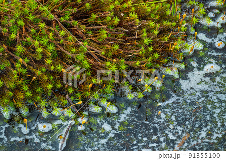 湿原のスギゴケ 91355100