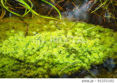 ミズゴケ　 91355102