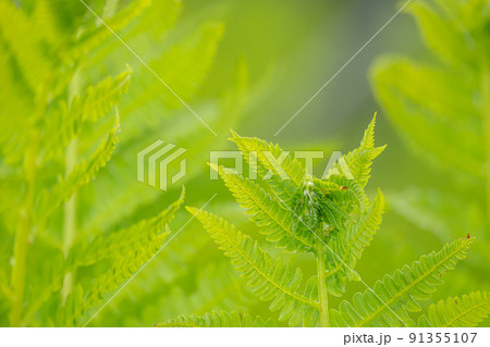 ヤマドリゼンマイ 91355107