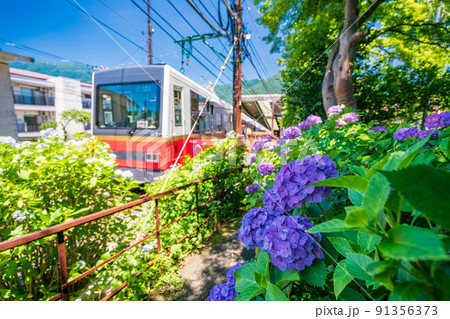 （神奈川県）アジサイ咲く　箱根登山ケーブルカー 91356373