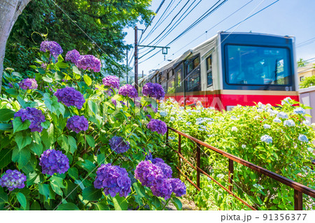 (神奈川県)アジサイ咲く 箱根登山ケーブルカー (神奈川県)アジサイ咲く 箱根登山ケーブルカー 91356377