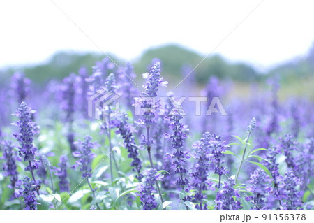ラベンダー 91356378