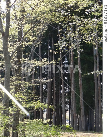 木立ち 91357131
