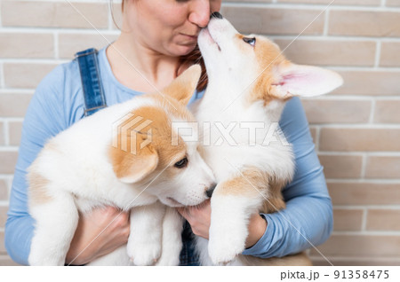 Caucasian woman holding two cute pembroke corgi puppies.  91358475