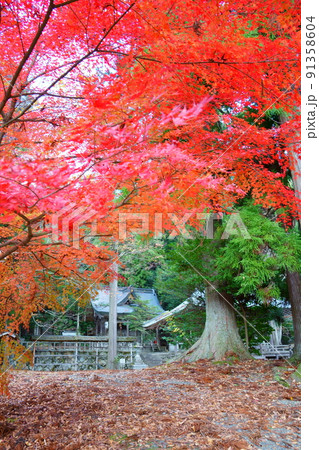 知井八幡神社の真っ赤な紅葉（京都府南丹市美山町） 91358604