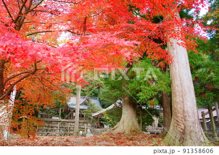 知井八幡神社の真っ赤な紅葉(京都府南丹市美山町) 知井八幡神社の真っ赤な紅葉(京都府南丹市美山町) 91358606