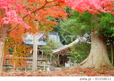 知井八幡神社の真っ赤な紅葉（京都府南丹市美山町） 91358611