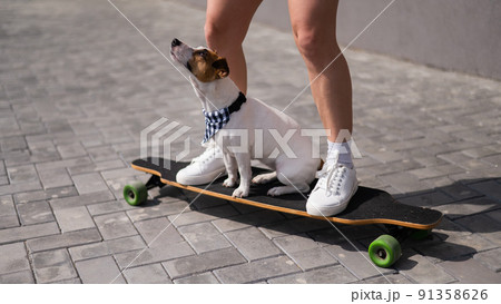 Caucasian woman riding a longboard along with dog jack russell terrier.  91358626
