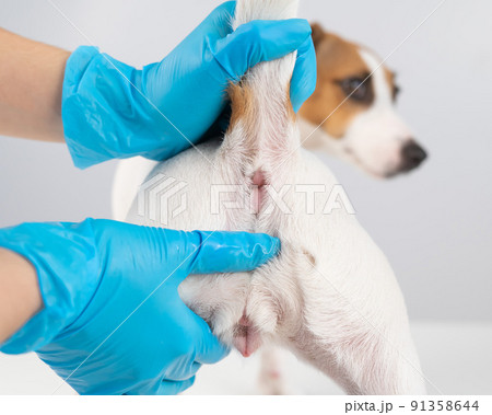 Veterinarian doing a rectal examination to a jack russell terrier dog. Veterinarian doing a rectal examination to a jack russell terrier dog. 91358644