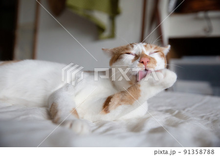 猫、保護猫、仔猫、茶トラ、三毛猫 91358788