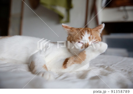 猫、保護猫、仔猫、茶トラ、三毛猫 91358789