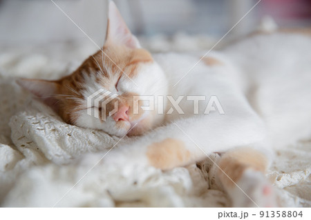 猫、保護猫、仔猫、茶トラ、三毛猫 91358804