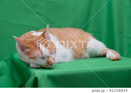 猫、保護猫、仔猫、茶トラ、三毛猫 91358834