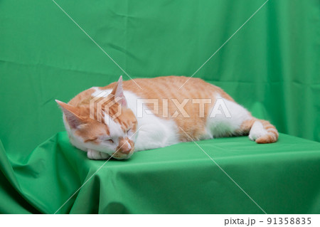 猫、保護猫、仔猫、茶トラ、三毛猫 91358835