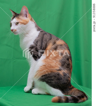 猫、保護猫、仔猫、茶トラ、三毛猫の写真素材 [91358886] - PIXTA