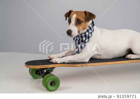 Dog in a plaid bandana rides a long board on a white background.  91359771