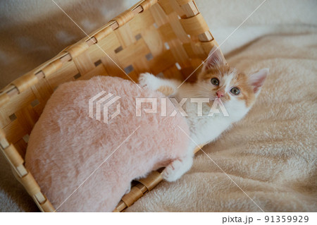 仔猫、保護猫、雑種、mix、可愛い猫 91359929