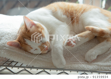 仔猫、保護猫、雑種、mix、可愛い猫 91359934