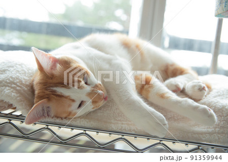 仔猫、保護猫、雑種、mix、可愛い猫 91359944