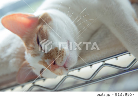 仔猫、保護猫、雑種、mix、可愛い猫 91359957