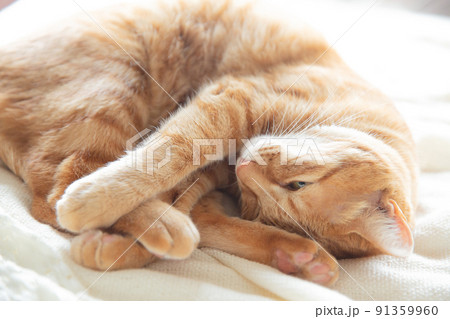 仔猫、保護猫、雑種、mix、可愛い猫 仔猫、保護猫、雑種、mix、可愛い猫 91359960