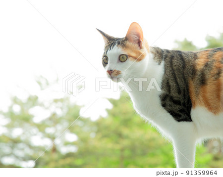 仔猫、保護猫、雑種、mix、可愛い猫 仔猫、保護猫、雑種、mix、可愛い猫 91359964