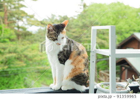 仔猫、保護猫、雑種、mix、可愛い猫 仔猫、保護猫、雑種、mix、可愛い猫 91359965