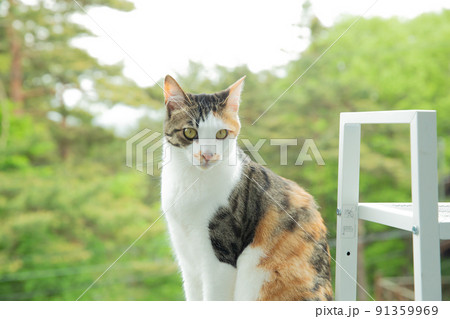 仔猫、保護猫、雑種、mix、可愛い猫 91359969