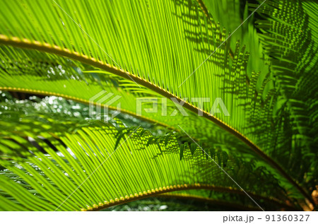 蘇鉄＜ソテツ＞の葉 91360327