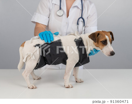 A doctor puts a blanket on a Jack Russell Terrier dog after a surgical operation. 91360471