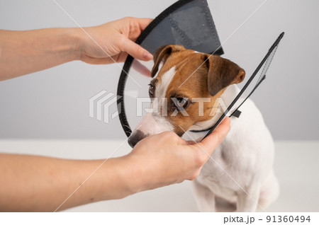 A veterinarian puts a plastic cone collar on a Jack Russell Terrier dog after a surgery. A veterinarian puts a plastic cone collar on a Jack Russell Terrier dog after a surgery. 91360494