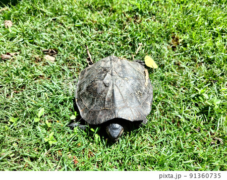 small turtle on the grass in the park 91360735
