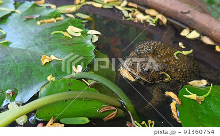 The toad was immersed in a pond with lotus leaves The toad was immersed in a pond with lotus leaves 91360754