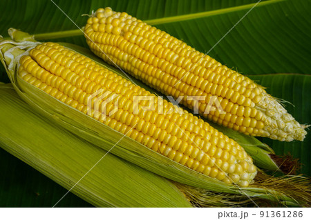 Cobs of ripe raw corn lay on a green banana leaf. Cobs of ripe raw corn lay on a green banana leaf. 91361286