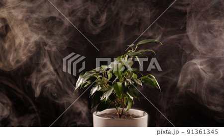Smoke on a ficus in a pot on a black background. Smoke on a ficus in a pot on a black background. 91361345