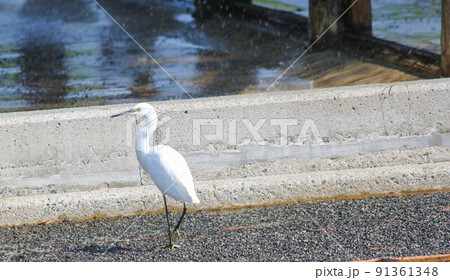 赤穂海浜公園にいたサギ「塩の国」 91361348