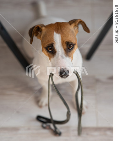 Jack Russell Terrier dog sits under the table with a leash in his teeth and calls the owner for a walk. Jack Russell Terrier dog sits under the table with a leash in his teeth and calls the owner for a walk. 91361658