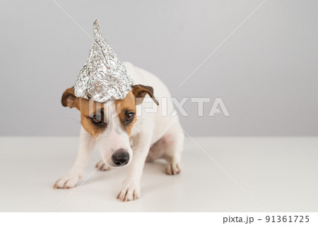 Portrait of a Jack Russell Terrier dog in a tinfoil hat on a white background. 91361725