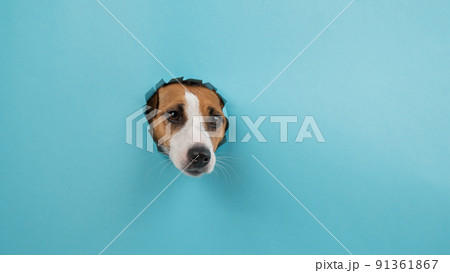 Funny dog muzzle from a hole in a paper blue background. Copy space.  91361867