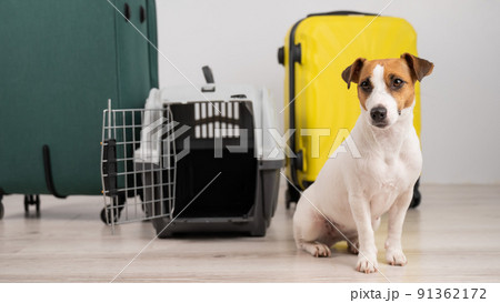 Jack russell terrier dog sits by suitcases and travel box. Ready for vacation. 91362172