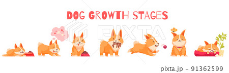 Dog Growth Stages Composition 91362599