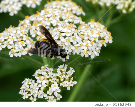 キオビツチバチ キオビツチバチ 91362948
