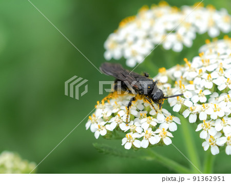 キオビツチバチ 91362951