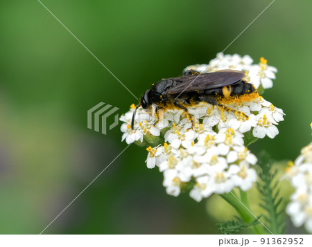 キオビツチバチ キオビツチバチ 91362952