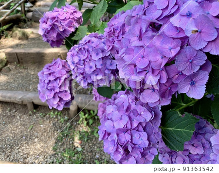 満開の紫陽花［形原温泉あじさいの里/愛知県蒲郡市］ 91363542