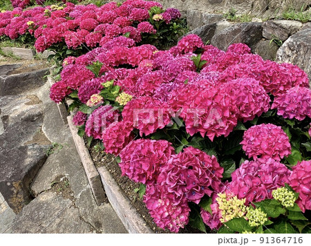 満開の紫陽花［形原温泉あじさいの里/愛知県蒲郡市］ 91364716