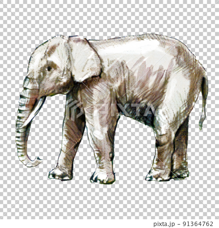 シンプルでリアルな象のイラストのイラスト素材 [91364762] - PIXTA